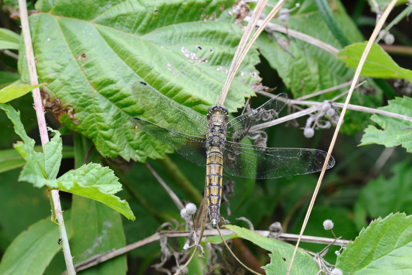 Libellula da ID